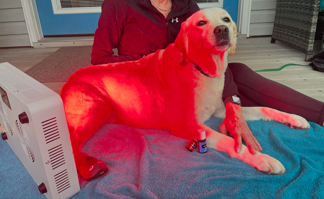 Photograph of Gracie, the 6-year-old lab, receiving red light therapy after applications of Young Living® essential oil blends to treat her myelopathy at Beach Dog Aqua Therapy